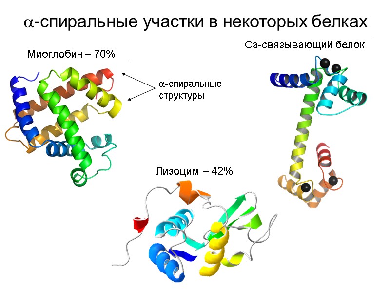 -спиральные участки в некоторых белках Миоглобин – 70% Лизоцим – 42% Ca-связывающий белок -спиральные